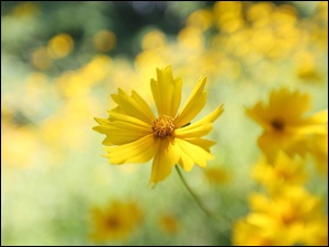 Nachyłek, Żółty, Kwiat