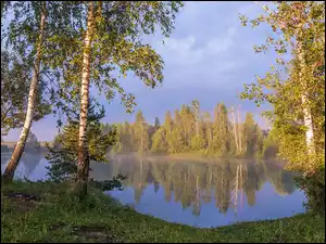 Lato, Jezioro, Drzewa, Brzozy