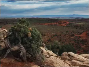 Region Monument Valley, Dolina Pomników, Stany Zjednoczone, Wyżyna Kolorado, Stan Arizona, Skały, Rośliny