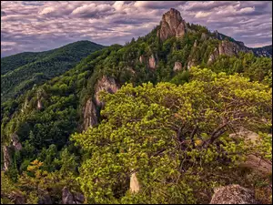 Szczyt, Góry Strażowskie, Skały, Słowacja, Karpaty Zachodnie, Drzewa