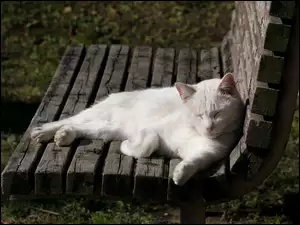 Biały kot na ławce w blasku słońca