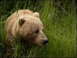 Niedźwiedź brunatny wśród wysokiej trawy