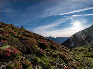 Andora, Pireneje, Ordino, Roślinność, Park Narodowy Vall de Sorteny, Wschód słońca, Kwiaty, Góry, Łąka