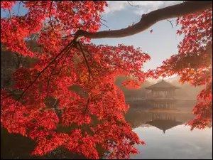 Pawilon Ukimido, Jesień, Promienie słońca, Altana, Nara, Czerwone, Staw, Sagiike, Nara Park, Liście, Japonia, Gałęzie, Drzewo