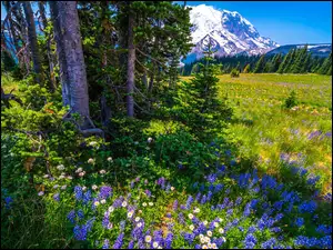 Świerki i polne kwiaty na łące w Parku Narodowym Mount Rainier