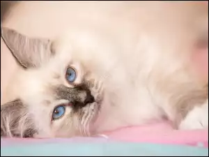 Oczy, Leżący, Kot, Niebieskie