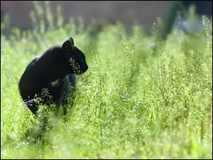 Czarny kot w wysokiej trawie w blasku słońca