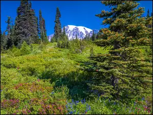 Łąka i drzewa na tle stratowulkanu Mount Rainier w stanie Waszyngton