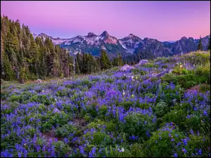 Kolorowe polne kwiaty na łące w Parku Narodowym Mount Rainier
