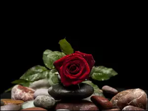 Walentynkowa róża na kamieniach