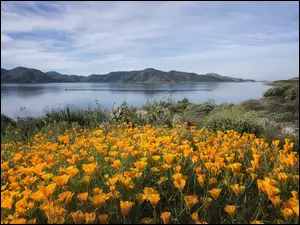 Żółte kwiaty i roślinność nad jeziorem