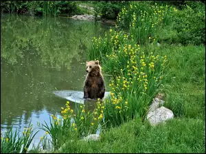 Brunatny niedźwiedźw naturalnym środowisku