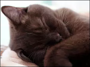Śpiący mały czarny kotek