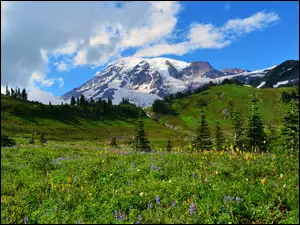 Park Narodowy Mount Rainier, Góry, Drzewa, Stan Waszyngton, Stratowulkan, Łąka, Stany Zjednoczone, Mount Rainier