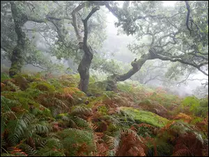 Las, Drzewa, Mgła, Paprocie