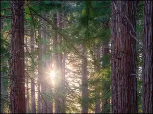 Sekwoje w Parku Narodowym Redwood w promieniach słońca
