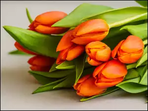 Tulipany, Kwiaty, Bukiet, Pomarańczowe