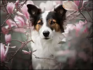 Pies pod krzewem kwitnącej magnolii