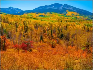 Jesień, Kolorado, Lasy, Drzewa, Roślinność, Przełęcz, Kebler Pass, Stany Zjednoczone, Góry