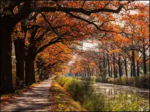 Ścieżka, Kanał, Drzewa, Jesień, Rzeka