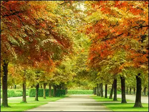 Park, Jesień, Drzewa, Liście, Alejka, Kolorowe