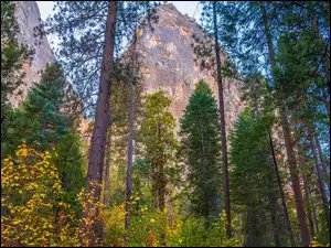 Góry, Park Narodowy Yosemite, Sosny, Stany Zjednoczone, Drzewa, Stan Kalifornia
