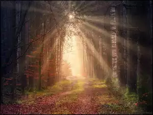 Promienie słońca na ścieżce w jesiennym lesie