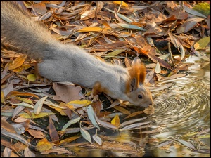 Wiewiórka na jesiennych liściach nad wodą