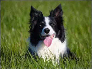 Pies rasy Border Collie w trawie