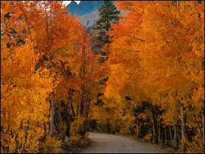 Droga, Jesień, Brzozy, Liście, Drzewa, Pomarańczowe