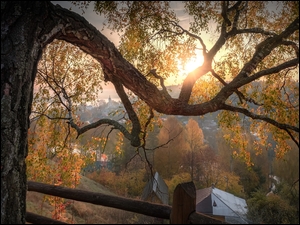 Gałęzie jesiennych drzew w promieniach słońca