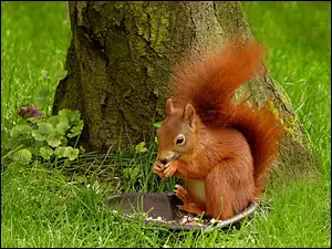 Ruda wiewiórka w czasie posiłku