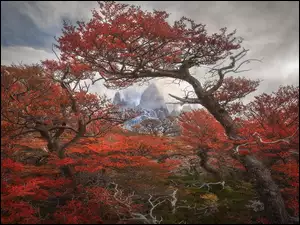 Czerwone, jesienne drzewa i góra Fitz Roy we mgle w Parku Narodowym Los Glaciares