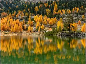 Las, Jesień, Odbicie, Jezioro, Drzewa