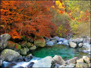 Las, Drzewa, Rzeka, Jesień, Kamienie, Liście, Kolorowe