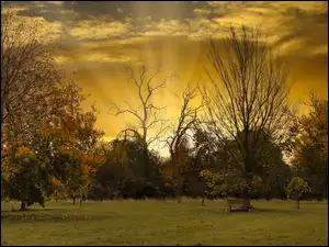 Promienie wschodzącego słońca nad jesiennymi drzewami w parku