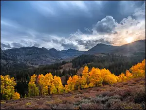 Sonora Pass, Góry, Eastern Sierra, Stany Zjednoczone, Kalifornia, Drzewa, Słońce, Jesień, Rośliny
