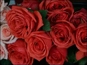 Różowe i czerwone pąki róż