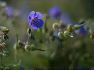 Bodziszek, Niebieskie, Kwiaty, Pąki