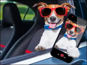Jack Russell terrier z okulary i smartphone ze zdjęciem
