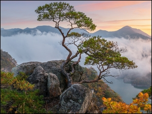 Drzewo na skałach z widokiem na zamglone góry
