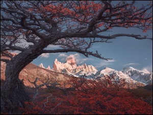 Jesienne drzewo na tle gór w Patagonii