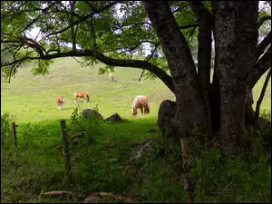 Konie na ogrodzonym pastwisku