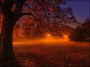 Oświetlony lampami zamglony jesienny park nocą