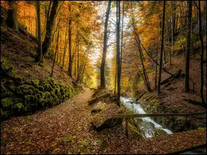 Mostek z opadłymi liśćmi na leśnym potoku w wąwozie