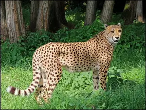 Gepard na trawie