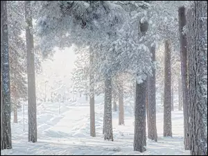 Drzewa, Śnieg, Las, Zima, Sosny