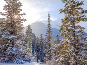 Drzewa, Góry, Śnieg, Zima, Świerki