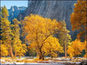 Park Narodowy Yosemite, Jesień, Drzewa, Stany Zjednoczone, Góry, Stan Kalifornia