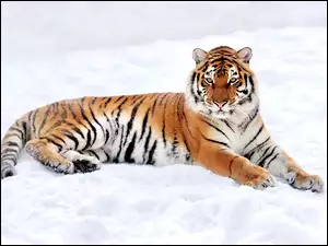 Tygrys, Śnieg, Zima, Leżący